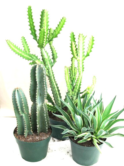 10" Cactus assortment